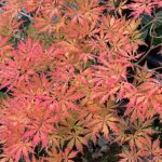 Thumbnail of post image 001